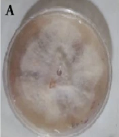 Jentashapir J Cell Mol Biol